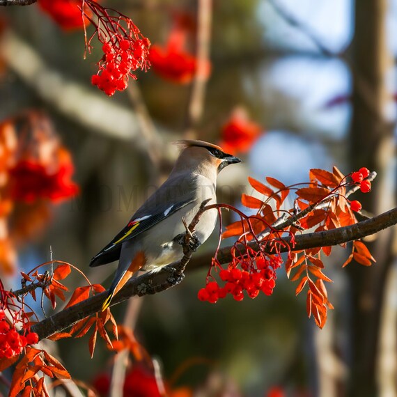 Bohemian Waxwing Print, Photography Print, Wild bird photo print, Bird Photography, Wall Art, Colourful Print, Wildlife Photography, Colour