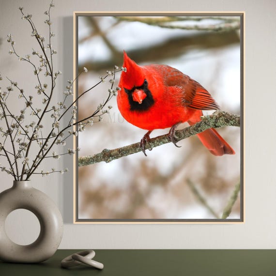 Northern Cardinal Photography: Styled Stock Photo, Bird Fine Art (Digital Download)