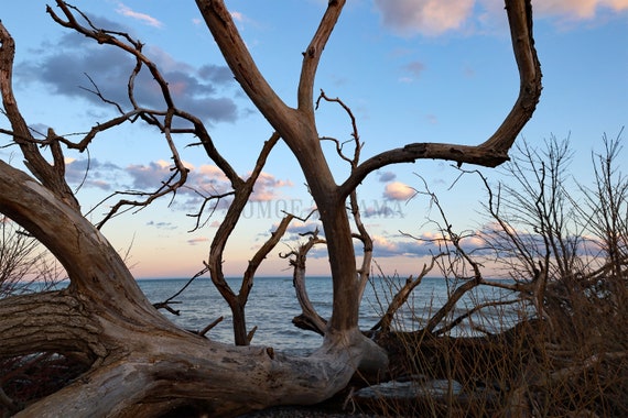 Beach Fallen Tree Fine Art Photography Print (Digital Download)