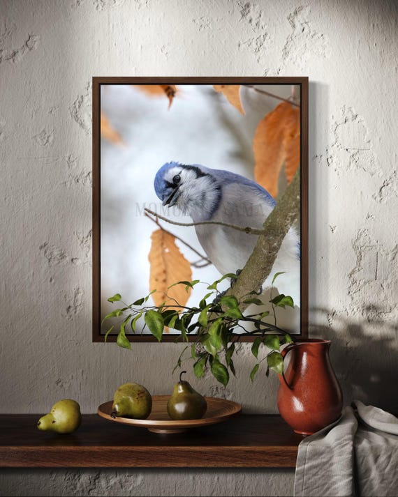 Blue jay Photography: Styled Stock Photo, Bird Fine Art Print (Digital Download)