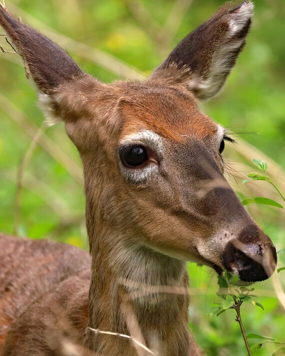 White-tailed Deer Photo Print: Styled Stock Photo (Digital Download)