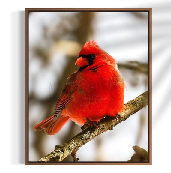 Northern Cardinal Photography: Styled Stock Photo, Bird Fine Art Print (Digital Download)