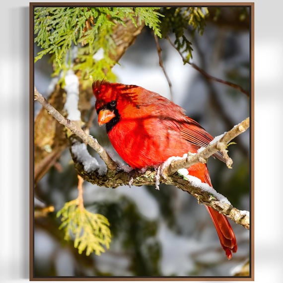 Northern Cardinal Fine Art Print: Styled Stock Photo, Printable Wall Art (Digital Download)