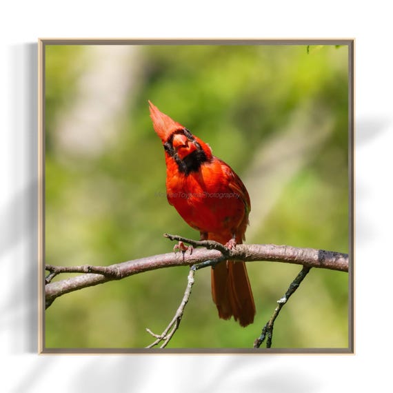 Northern Cardinal Photography: Styled Stock Photo, Bird Fine Art (Digital Download)