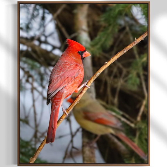 Northern Cardinal Photography: Styled Stock Photo, Bird Fine Art Print (Digital Download)