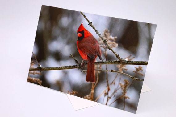 Northern Cardinal Photo Greeting Card: Wildlife Photography