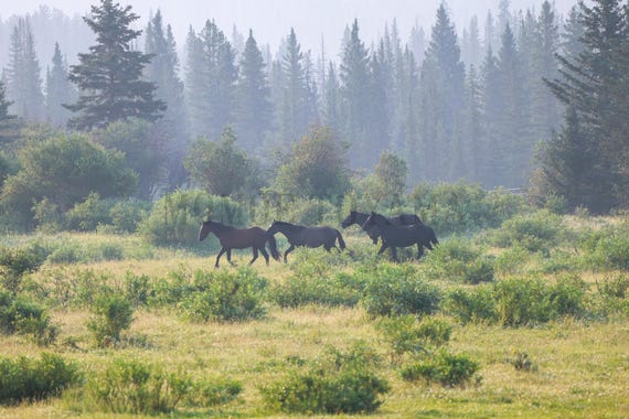 Wild Horse Fine Art Print: Alberta Smoky Forest (Digital Download)