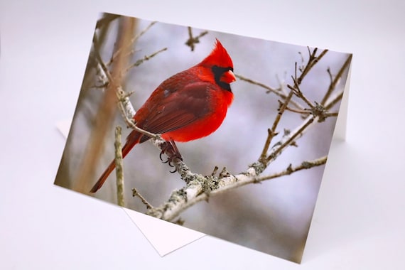 Cardinal Photo Greeting Card: Elegant Linen Paper, Any Occasion