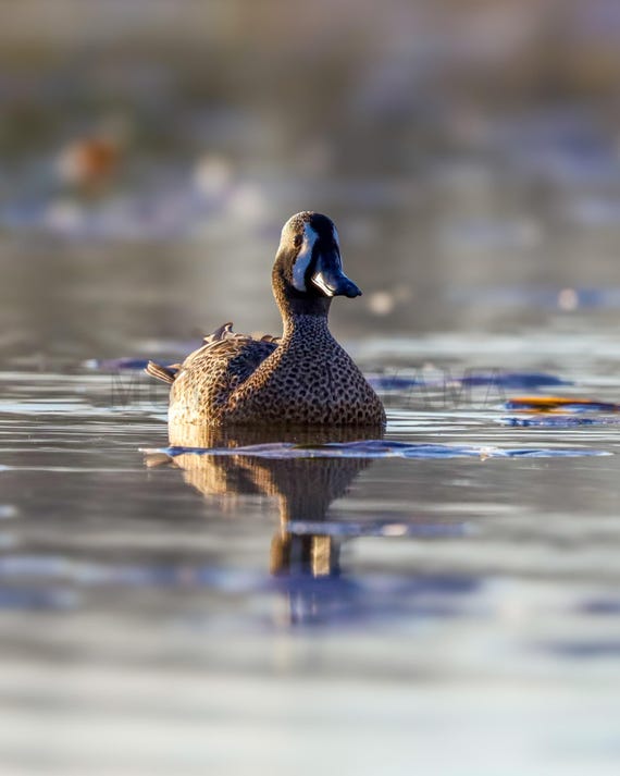 Blue-Winged Teal Duck Photo Print: Water Bird Wall Art, Styled Stock Photo (Digital Download)