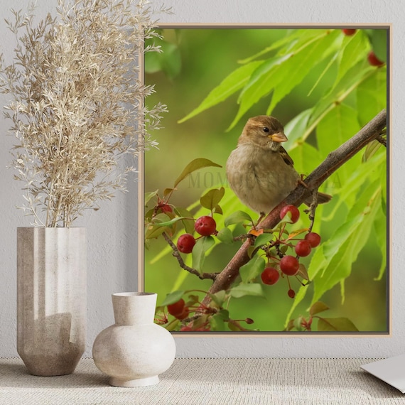 Sparrow and Crab Apples Photo: Wild Bird Fine Art Print (Digital Download)