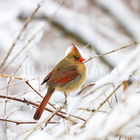 Northern Cardinal Photo Print: Ontario Wildlife Photography