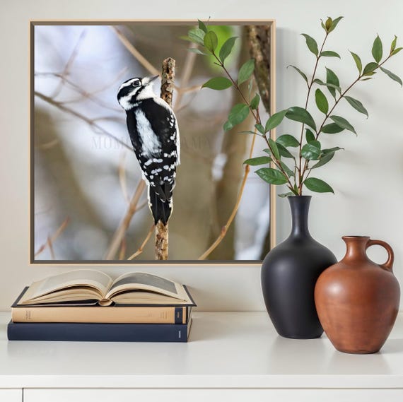 Woodpecker Photograph: Nature Wildlife Art Print, Styled Stock Photo (Digital Download)