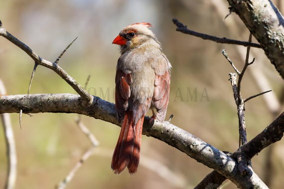 Northern Cardinal Photography Print: Styled Stock Photo, Printable Wall Art (Digital Download)