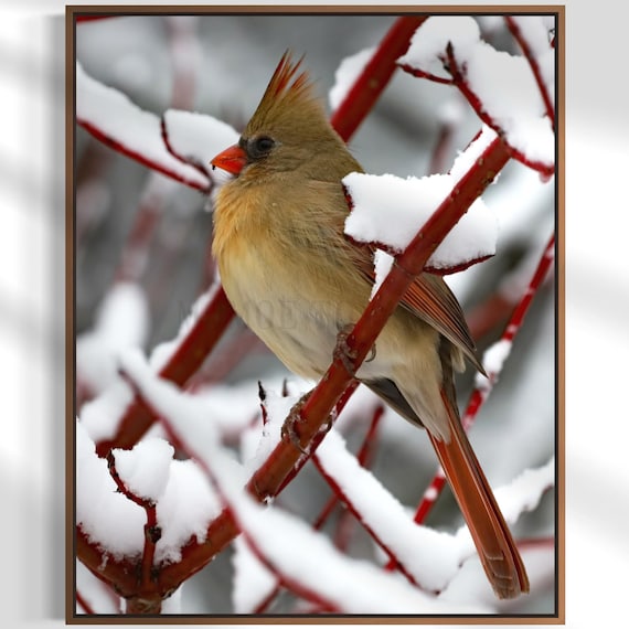 Northern Cardinal Photography: Styled Stock Photo, Bird Fine Art Print (Digital Download)