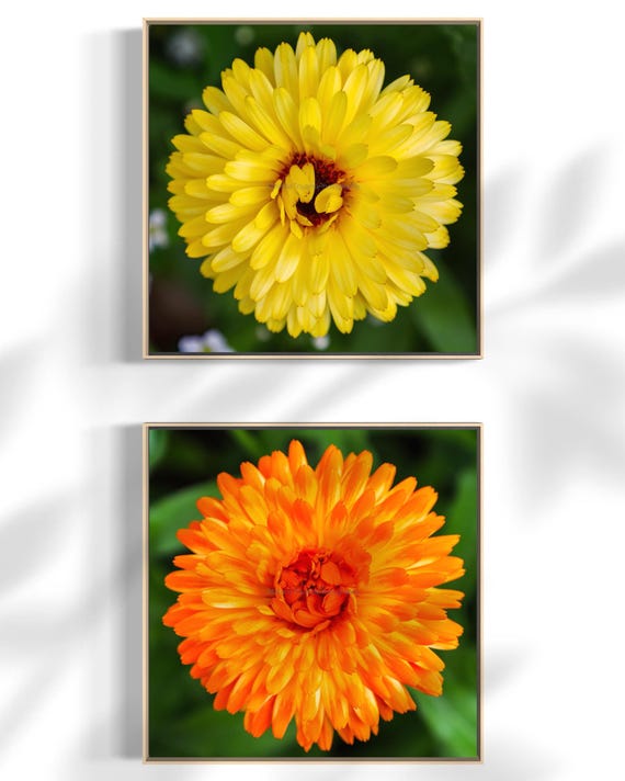 Pot Marigold Flower Photography: Printable Fine Art (Digital Download)