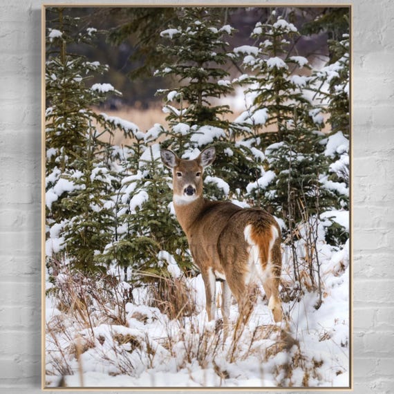 White-tailed Deer Photo Print: Styled Stock Photo (Digital Download)