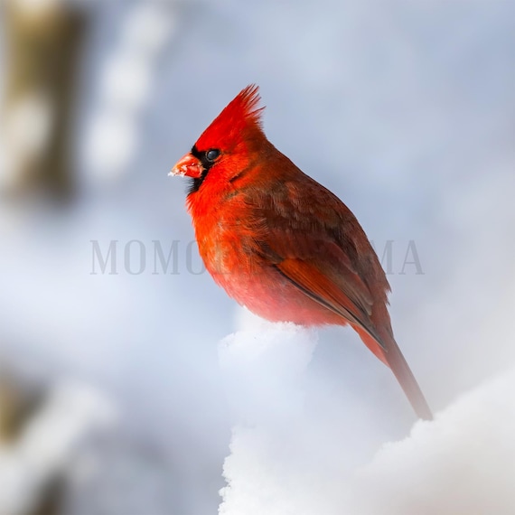 Northern Cardinal Photo Print: Ontario Wildlife Photography, Bird Wall Art