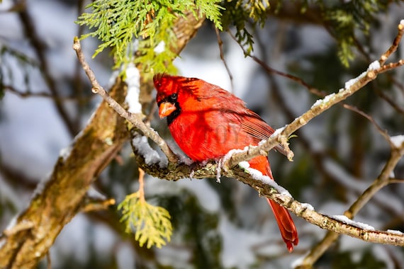 Northern Cardinal Fine Art Print: Styled Stock Photo, Printable Wall Art (Digital Download)