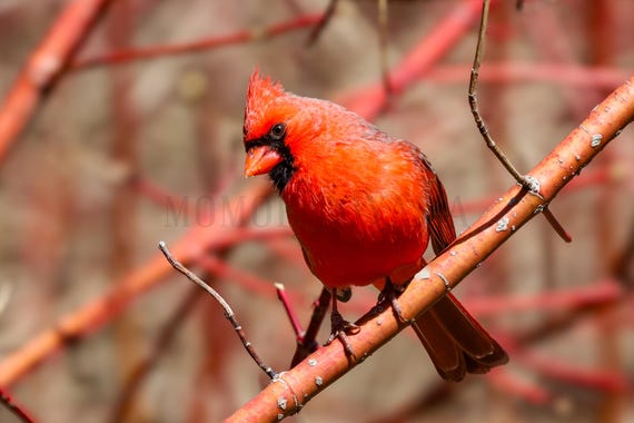 Northern Cardinal Photography Print: Styled Stock Photo, Printable Fine Art (Digital Download)