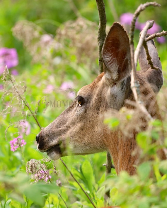 White-tailed Deer Photo Print: Styled Stock Photo (Digital Download)