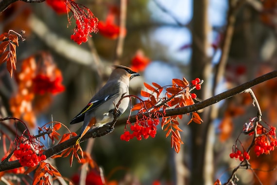 Bohemian Waxwing Fine Art Print, Wall Art, Wild Bird Photography