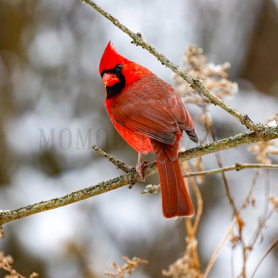 Northern Cardinal Photography Print, Cardinal Print, Photography Print, Wild bird photo print, Bird Photography, Wall Art