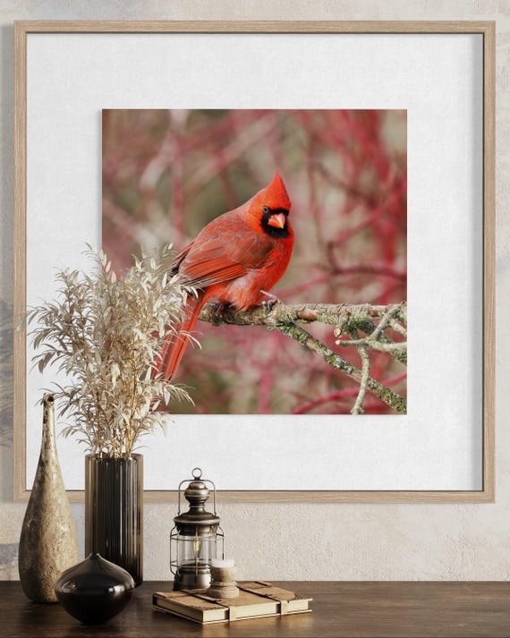 Northern Cardinal Photography: Styled Stock Photo, Bird Fine Art (Digital Download)