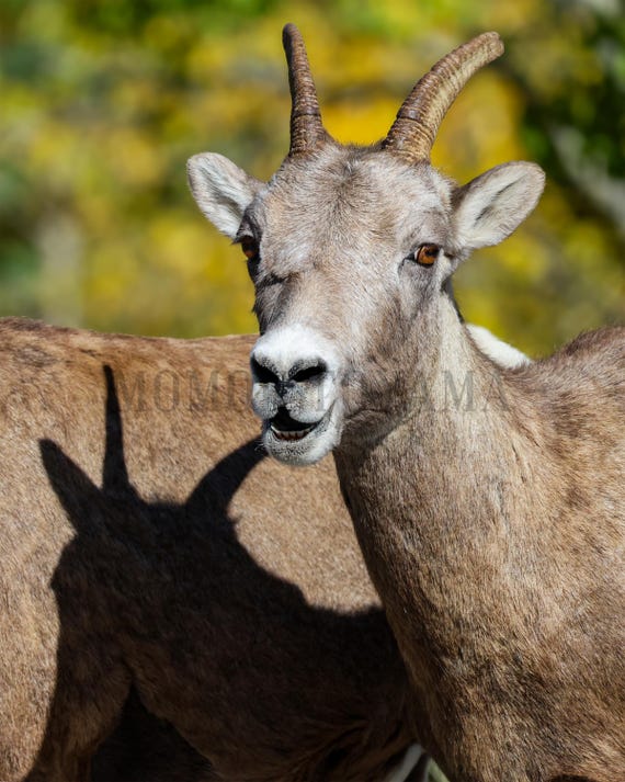 Bighorn sheep Fine Art Print: Styled Stock Photo, Vertical Wall Art (Digital Download)
