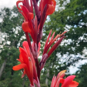 Canna Lily Orange - Beautiful Tropical Purple, Bronze trimmed leaves - Vibrant Tangerine Red Blossoms- per 1 Live bulb/rhizome/plant
