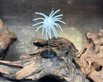 2.5” Fuzzy Urchin (w/-3/4” body) ( White )