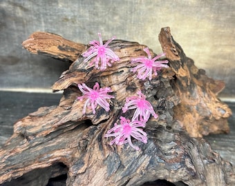 1.25” Fuzzy Urchin ( Hot Pink )