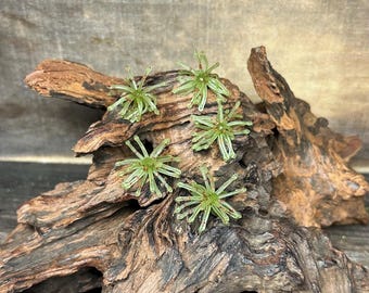 1.25” Fuzzy Urchin ( Watermelon )
