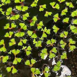 May include: Close-up of aquatic plants floating on the water's surface. The plants have bright green, lobed leaves with reddish stems. The water is dark, creating a contrast with the vibrant green foliage. The image showcases the natural beauty of aquatic flora.
