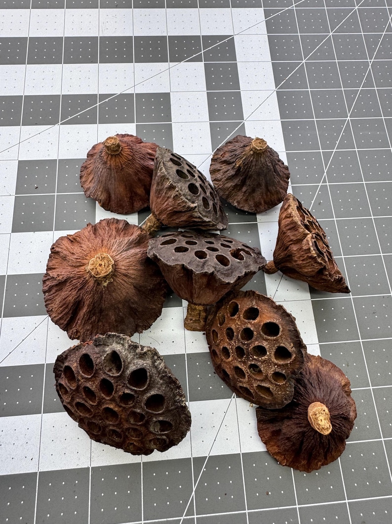 Natural Lotus Seed Pods for Aquarium – Blackwater Aquascape Decor - Etsy