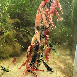 Shrimp sticks, Shrimp lollies - shrimp food for freshwater shrimp