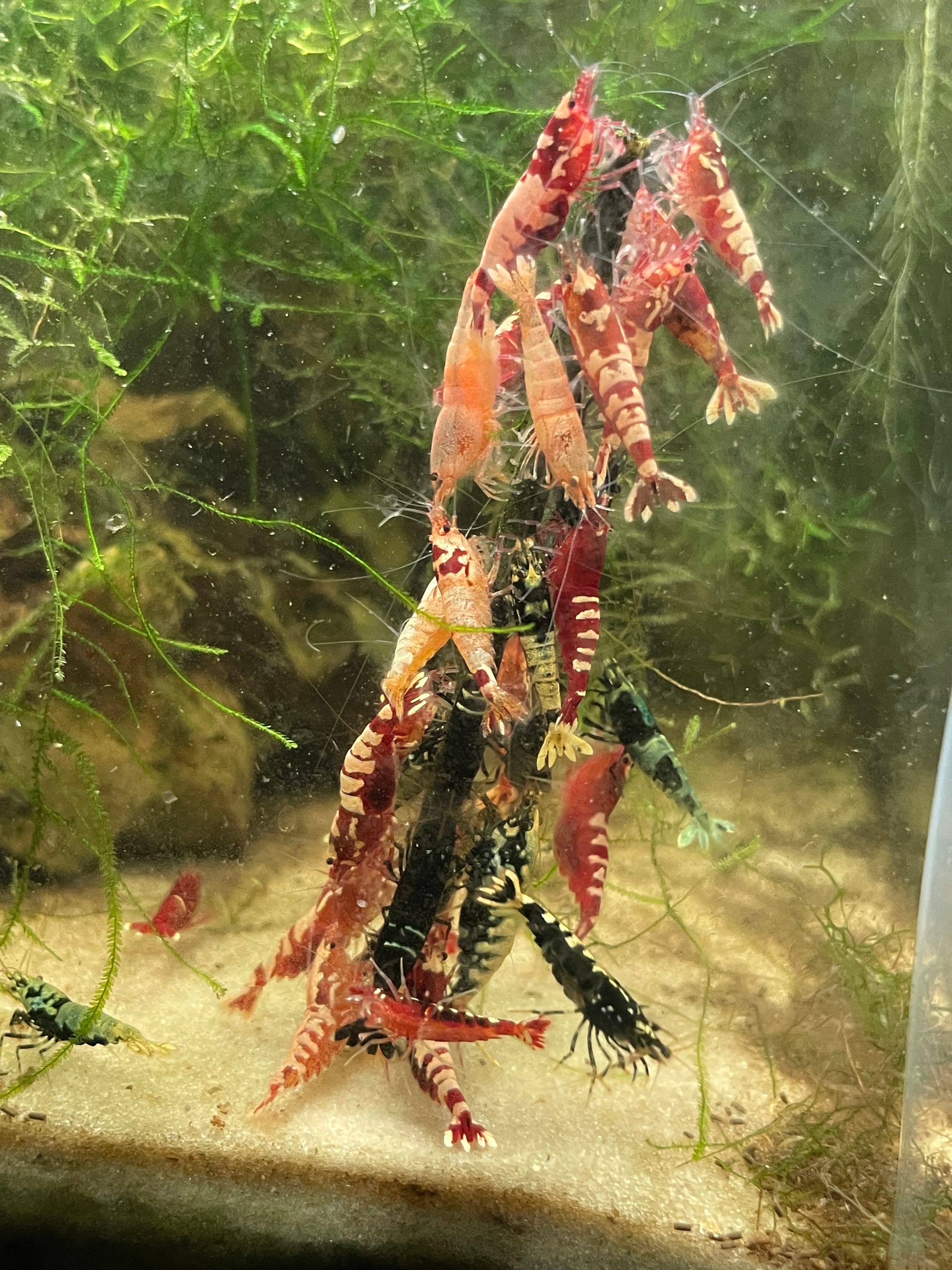 Shrimp sticks, Shrimp lollies - shrimp food for freshwater shrimp