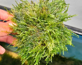 Taiwan Moss | Rare Aquarium Moss | Taxiphyllum alternans Live Freshwater Moss | Aquascaping Plant for Driftwood, Rocks & Shrimp Tanks