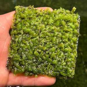 May include: A square of vibrant green aquatic moss, held in a hand. The moss is dense and lush, with a textured appearance. The image is well-lit, highlighting the natural green hues of the moss. The moss appears to be a live plant, possibly for an aquarium or terrarium.
