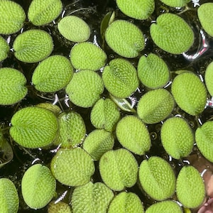 May include: A close-up shot of numerous small, round, bright green aquatic plants floating on the water's surface. The plants have a textured, bumpy appearance and are densely packed together, creating a vibrant, natural scene.