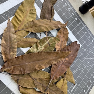 May include: A collection of dried, brown leaves with varying shades of tan and olive green. The leaves are arranged on a gray cutting mat with white grid lines and measurement markings.