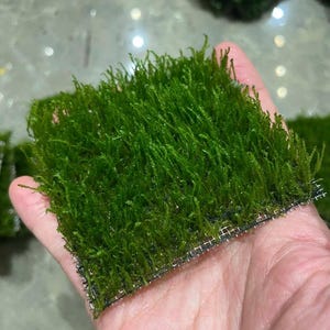May include: A square of vibrant green moss, densely packed and textured, is held in a hand. The moss is attached to a fine black mesh backing. The image is a close-up, highlighting the natural detail and color of the plant.
