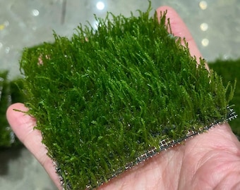 Flame Moss Aquarium Plant Taxiphyllum Rare Live Moss Freshwater Aquascape Low Light Easy Aquarium Plant Fish Tank Decor