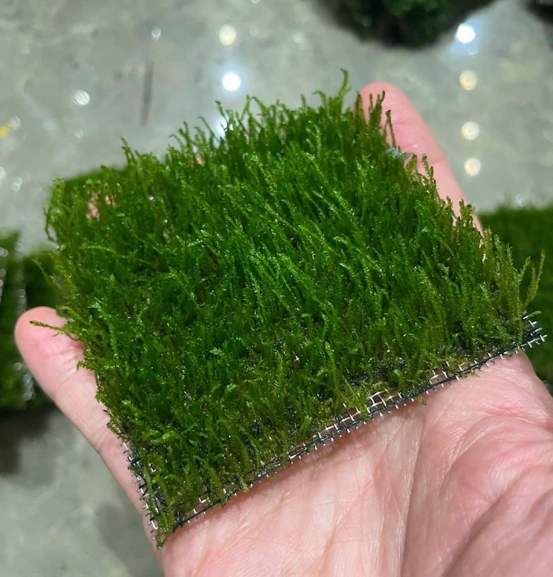 May include: A square of vibrant green moss, densely packed and textured, is held in a hand. The moss is attached to a fine black mesh backing. The image is a close-up, highlighting the natural detail and color of the plant.