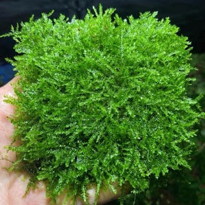 May include: A vibrant green aquatic plant, likely moss, with a dense, textured appearance. The plant's small, needle-like leaves create a lush, compact form. The image showcases the plant's bright color and intricate detail.