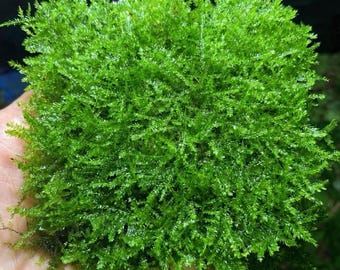 Mini Christmas Moss | Rare Aquarium Moss | Vesicularia Montagnei Live Freshwater Moss | Aquascaping Plant for Driftwood, Rocks & Shrimp Tank