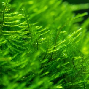 May include: Close-up of vibrant green aquatic moss, showcasing delicate, feathery fronds. The image highlights the lush texture and bright color of the plant, ideal for aquarium or terrarium use. The moss appears healthy and well-maintained.