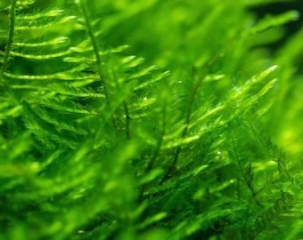Christmas Moss Live Aquarium Plant – Vesicularia montagnei – Freshwater Aquascaping Moss for Shrimp & Fish Tanks