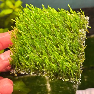 May include: A square of vibrant green aquatic moss, likely for an aquarium or terrarium. The moss is densely packed and attached to a fine mesh, creating a textured, natural appearance. The bright green color suggests healthy growth, ideal for aquatic plant enthusiasts.