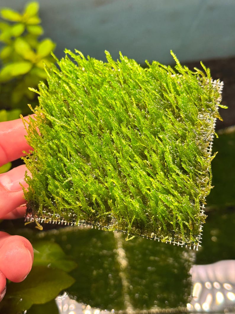 May include: A square of vibrant green aquatic moss, likely for an aquarium or terrarium. The moss is densely packed and attached to a fine mesh, creating a textured, natural appearance. The bright green color suggests healthy growth, ideal for aquatic plant enthusiasts.