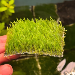 May include: A vibrant green aquatic moss, likely for aquascaping, is shown. The moss is attached to a fine mesh, creating a dense, textured appearance. The image is taken in an aquatic environment, with water and other plants visible.